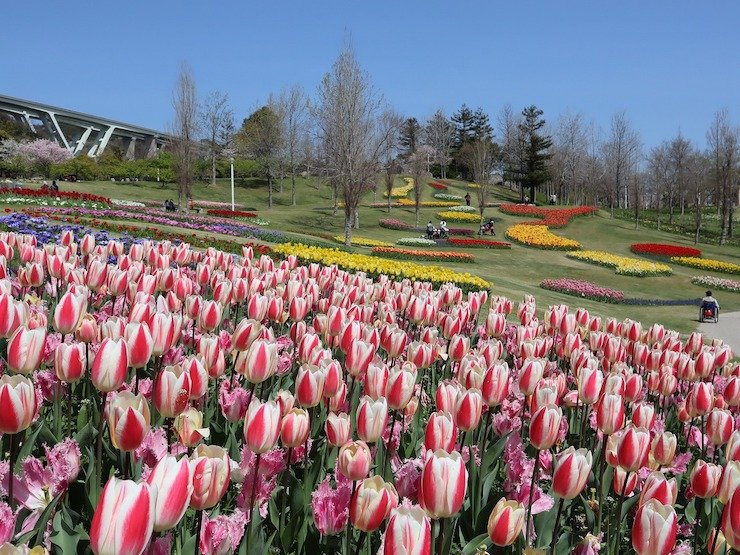 🌸 국영 아카시 해협 공원(고쿠에이 아카시 카이쿄 코엔)